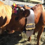 Une vache prête pour le défilé du Retour des Alpages