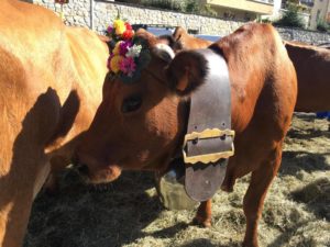 Merci aux vaches pour votre bon lait !