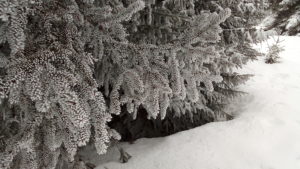 Branches et épines gelées