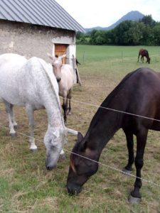 De beaux chevaux