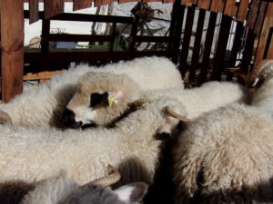 Les moutons