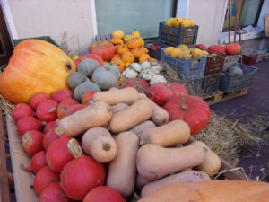 Toutes sortes de courges