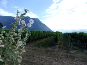 La CilfaCyclette traverse les vignobles