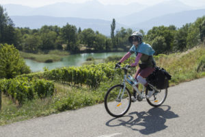 Ada dans les vignobles