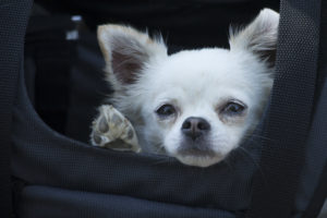 Moon, premier chien participant à une CilfaCyclette